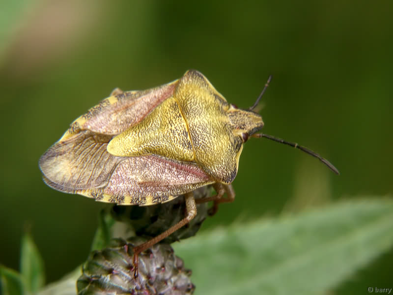 Carpocoris purpureipennis (De Geer, 1773)